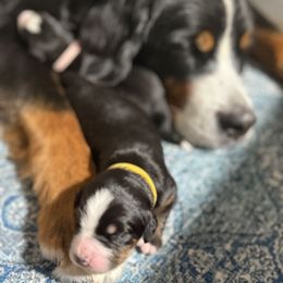 Bernese Mountain Dog Puppies from Country Feels Ranch