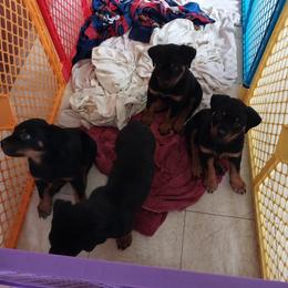 Rottweiler Puppies from G.M. Rottweilers "OHIO"