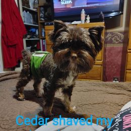 Cedar - Chocolate, tan and white male Yorkshire Terrier puppy in Charlotte, North Carolina from Queen City Yorkies