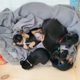 Brussels Griffon Puppies from Little Griffons