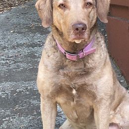 Chesapeake Bay Retriever All Grown Up from Wild Wood Chesapeakes