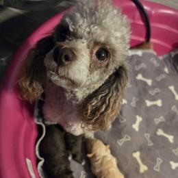 Lacy - Poodle
