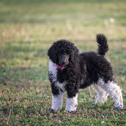 Lyric - Poodle
