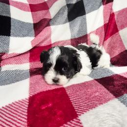 Ember - Black and white female Mal-Shi puppy in Austin, Texas from Austin Maltese Babies