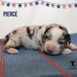 Pierce- Blue Merle Male - Blue merle male Miniature Australian Shepherd puppy in Nacogdoches, Texas from TK Standard, Mini, & Toy Aussies