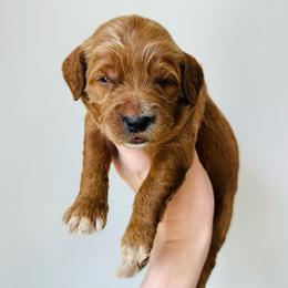 Maple - Red  female Goldendoodle puppy in Auburn, Indiana from Martin’s Doodles