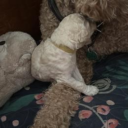 Banner - yellow collar - Cream male Poodle puppy in Lebanon, Ohio from Lucky's Legacy