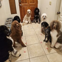 Poodles from Semper Poodelis