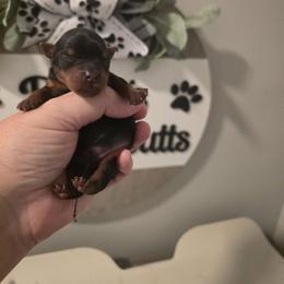 Brayden - Black and tan male Yorkshire Terrier puppy in Clermont, Florida from Bella's Prissy Butts