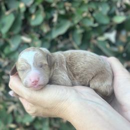 Boy 1 - male Poodle puppy in Modesto, California from Dry Creek Poodles