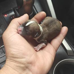 Percy - Chocolate and white male Chihuahua puppy in Gray, Louisiana from Chi Chi's Place LLC