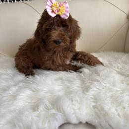 Pippa - Red  female Goldendoodle puppy in Davie, Florida from Daviegoldendoodles