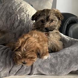 Havanese Puppies from HavaHavanese