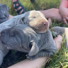 Goose - Blue male Weimaraner puppy in Granite Falls, North Carolina from Pups and Pastures- Weimaraners