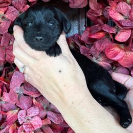 Girl 3 - Black female Goldendoodle puppy in Enumclaw, Washington from Owen-a-Doodle