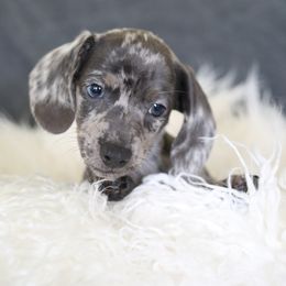 Dachshund and German Shepherd Puppies from Mountain Valley Kennel