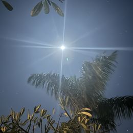Pharaoh - Fawn male Anatolian Shepherd Dog puppy in Fort Pierce, Florida from Quiet Waters