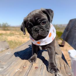 Harry (yellow collar) - Silver male Pug puppy in Hereford, Arizona from Broken Road Ranch Pugs