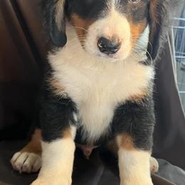 Bernedoodles from Heavenly Homesteaders