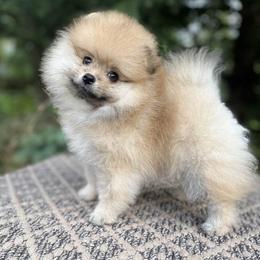 Pomeranian - Cream sable parti female Pomeranian puppy in North Pole, Alaska from Lauras Poms