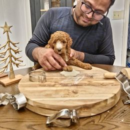 Martha May - Red  female Poodle puppy in Statesboro, Georgia from Briar Creek Kennels