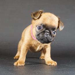 Pink collar girl - Red female Brussels Griffon puppy in Florida from Robin’s Griffons