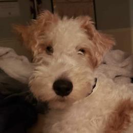 Wire Fox Terriers from New River Wire Fox Terriers