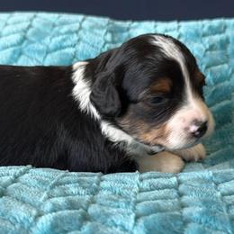 Tyler - Black tri-color male Aussiedoodle puppy in Cedar Park, Texas from Lollipups Mini Aussiedoodles