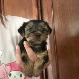 Libbies pink - Black and tan female Yorkshire Terrier puppy in Hardeeville, South Carolina from Pups of the Lowcountry