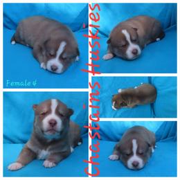 Mocha Female 4 - Red and white female Siberian Husky puppy in Hiawassee, Georgia from Chastains Huskies