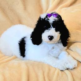 Shelly - Black and white female Sheepadoodle puppy in Heyburn, Idaho from Royal T Acres