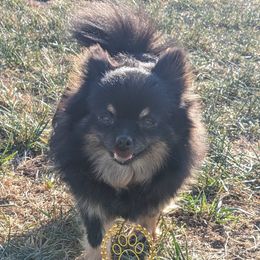 Skipper - Pomeranian puppy from Prairie Ridge Kennel