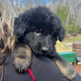 Luka - Black male German Shepherd puppy in Winterport, Maine from Vom Stevens Old Fashioned German Shepherds