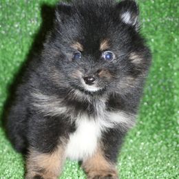 Reed Black and Tan boy 2 - Black and tan male Pomeranian puppy in Danielsville, Georgia from PassionatePomPoms