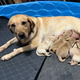 Luna - Labrador Retriever