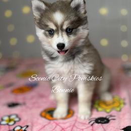 Bonnie - Silver and white female Pomsky puppy in Rossville, Georgia from Scenic City Pomskies