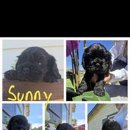 Cocker Spaniel Puppies from Sweet Heart Cockers