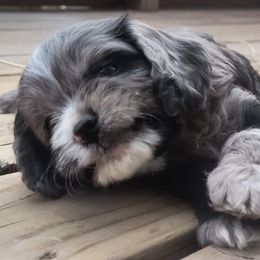Cavapoo Puppies from Poppying Up Puppies