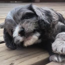 Cavapoo Puppies from Poppying Up Puppies