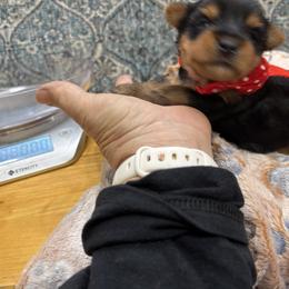 Rosey - Black and gold female Yorkshire Terrier puppy in Phoenix, Arizona from Coursey’s Yorkies