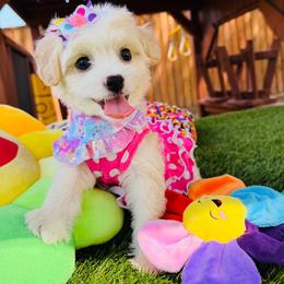 ALOHA - Cream female Maltipoo puppy in Sugar Land, Texas from Celebrity Maltipoos