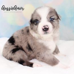 Bi Blue Merle 5 - Blue merle male Miniature Australian Shepherd puppy in Pinehurst, Texas from Aussie Amor