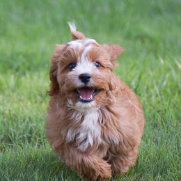 Easton - Red male Cavapoo puppy in Narvon, Pennsylvania from Stoltzfus Family Puppies (license number 18844)