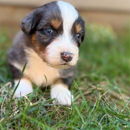 Boy 2 - Blue merle male Australian Shepherd puppy in Oakridge, Oregon from Middle Fork Australian Shepherds