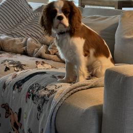 Cavalier King Charles Spaniel Puppies from Farmhouse Cavaliers NC