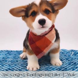 Gravy - Black and tan male Pembroke Welsh Corgi puppy in Pine Village, Indiana from NL Horsemanship