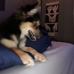 Pomsky Puppies from Urban Sky Kennel