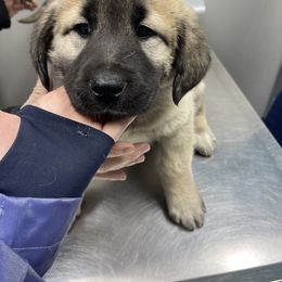 Anatolian Shepherd Dog Puppies from Smithville Hay Livestock Guardian Dogs
