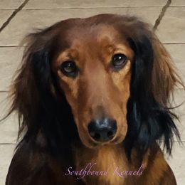 Rude - Dachshund