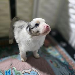 Galaxy BMM - Blue merle male Australian Shepherd puppy in Rainsville, Alabama from Chaparro Farm